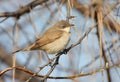 Lesser whitethroat