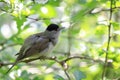 Lesser whitethroat