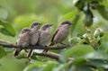 Lesser whitethroat adult and young chicks together