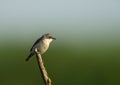 Lesser Whitethroat perched on tree branch Royalty Free Stock Photo