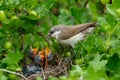 Lesser Whitethroat, Sylvia curruca