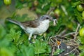 Lesser Whitethroat, Sylvia curruca