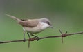 Lesser whitethroat, Sylvia curruca. A bird sits on a barbed wire on a blurry green background Royalty Free Stock Photo