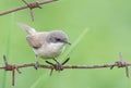 Lesser whitethroat, Sylvia curruca. A bird sits on a barbed wire on a blurry green background Royalty Free Stock Photo