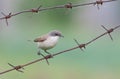 Lesser whitethroat, Sylvia curruca. A bird sits on a barbed wire on a blurry green background Royalty Free Stock Photo