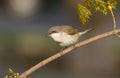 Lesser whitethroat, sylvia curruca. A bird sits on a chestnut branch Royalty Free Stock Photo