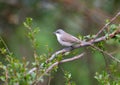 The lesser whitethroat Sylvia curruca