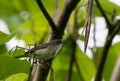 Lesser whitethroat (Sylvia curruca) perched on a leafy branch Royalty Free Stock Photo