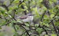 Lesser whitethroat, Sylvia curruca