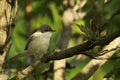 The Lesser Whitethroat (Sylvia curruca)sitting in the three in morning sun