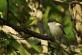 The Lesser Whitethroat (Sylvia curruca)sitting in the three in morning sun