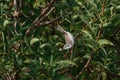 A Lesser Whitethroat warbler Sylvia curruca. UK.