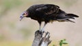 Lesser yellow-headed vulture Cathartes burrovianus