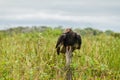Lesser yellow-headed vulture Cathartes burrovianus near Yacuma river, Boliv Royalty Free Stock Photo