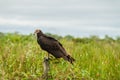 Lesser yellow-headed vulture Cathartes burrovianus near Yacuma river, Boliv Royalty Free Stock Photo