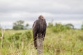 Lesser yellow-headed vulture Cathartes burrovianus near Yacuma river, Boliv Royalty Free Stock Photo