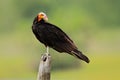 Lesser Yellow-headed Vulture, Cathartes burrovianus, Pantanal, Brazil. Vulture with coloured. pink and blue, bald head. Black bird