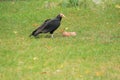 Lesser yellow-headed vulture