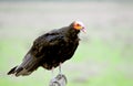 Lesser yellow-headed vulture