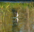 Lesser Yellowleg dancing at wetland swamp