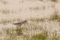 Lesser Yellowleg Searching for Food at Dusk