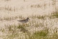 Lesser Yellowleg Stepping through Reeds at Dusk