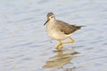 Lesser yellowleg (Tringa flavipes) Royalty Free Stock Photo