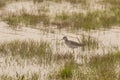 Lesser Yellowleg Wading in Marsh