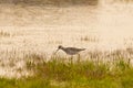 Lesser Yellowleg Looking for Food at Dusk