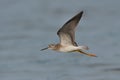 LESSER YELLOWLEGS