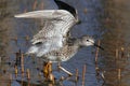 Lesser Yellowlegs Royalty Free Stock Photo