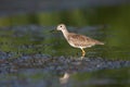 Lesser yellowlegs Royalty Free Stock Photo