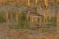 Lesser Yellowlegs bird Royalty Free Stock Photo