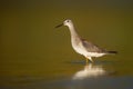 Lesser Yellowlegs bird standing in shallow water Royalty Free Stock Photo