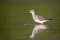 Lesser Yellowlegs bird standing in shallow water Royalty Free Stock Photo