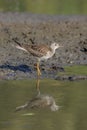Lesser yellowlegs bird Royalty Free Stock Photo