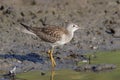 Lesser yellowlegs bird Royalty Free Stock Photo