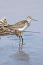 Lesser yellowlegs bird Royalty Free Stock Photo