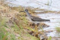 Lesser yellowlegs bird Royalty Free Stock Photo