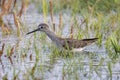 Lesser yellowlegs bird Royalty Free Stock Photo