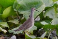 Lesser Yellowlegs closeup in a marsh