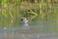 Lesser Yellowlegs feeding at wetland swamp