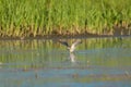 Lesser Yellowlegs feeding at wetland swamp Royalty Free Stock Photo