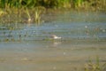 Lesser Yellowlegs feeding at wetland swamp Royalty Free Stock Photo