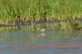 Lesser Yellowlegs feeding at wetland swamp Royalty Free Stock Photo