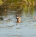 Lesser Yellowlegs feeding at wetland swamp