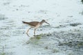 Lesser Yellowlegs feeding at wetland swamp