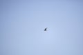 Lesser Yellowlegs in Flight Royalty Free Stock Photo