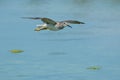 Lesser Yellowlegs - Tringa flavipes Royalty Free Stock Photo