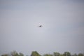 Lesser Yellowlegs Flying Royalty Free Stock Photo